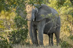 Limpopo: African Elephant (Loxodonta africana) in evenin