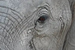 Develo: African elephant (Loxodonta africana) eye, Botswana