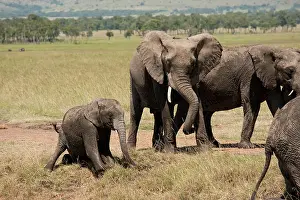 Poach: African Elephant, Loxodonta africana, family