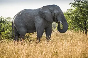 Trunked: African elephant (Loxodonta africana), feeding in