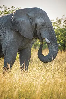 Trunked: African elephant (Loxodonta africana), feeding in