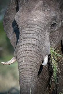 Trunked: African elephant (Loxodonta africana) feeds on grass