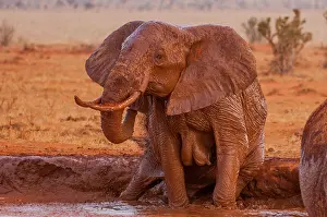 Cleanse: African Elephant (Loxodonta africana) female bathing