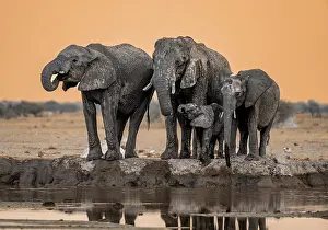 Nxai Pan: African elephant (Loxodonta africana), group with young