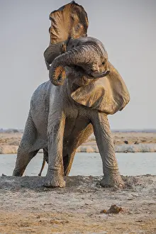 Leave: African elephant (Loxodonta africana) leaves the