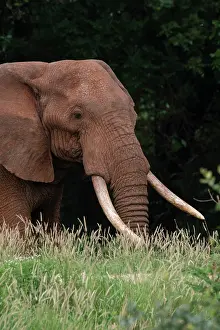 Tsavo: An African elephant, Loxodonta africana, with long