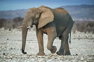 Nosed: African elephant (Loxodonta africana) male, bull