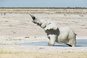 Shake: African elephant (Loxodonta africana) male shaking