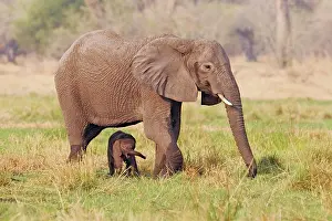 Okavango: African elephant (Loxodonta africana) mother and