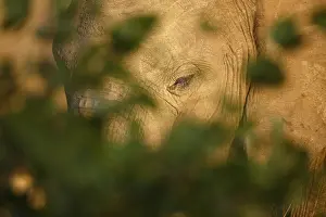 Limpopo: African Elephant (Loxodonta africana) portrait