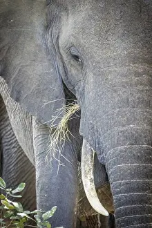 Wildlife Refuges: African elephant (Loxodonta africana) portrait, detail