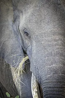 Wildlife Refuges: African elephant (Loxodonta africana) portrait, detail
