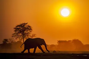 Botswanan: African elephant (Loxodonta africana) runs at sunset