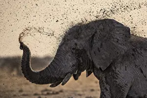 Blow: African Elephant (Loxodonta africana) splashing