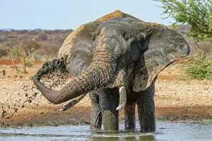 Trunked: African elephant (Loxodonta africana), spraying