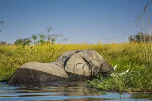 Okavango: African elephant (Loxodonta africana), standing