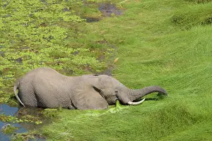 Trunked: African elephant (Loxodonta africana) stands in