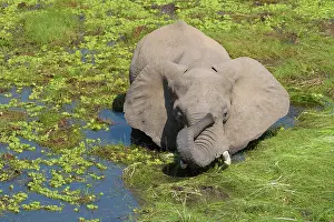 Trunked: African elephant (Loxodonta africana) stands in