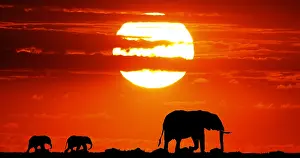 Nosed: African Elephant (loxodonta africana) at Sunset