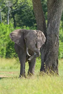 Trunked: African elephant (Loxodonta africana), on tree
