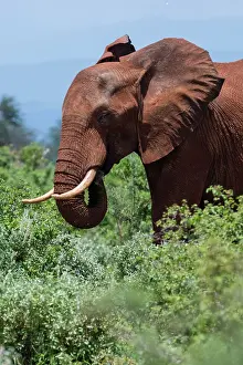 Tsavo: African elephant, Loxodonta africana, Tsavo, Kenya