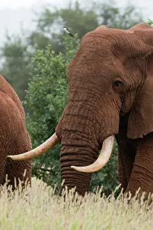 Tsavo: African elephant, Loxodonta africana, Tsavo, Kenya