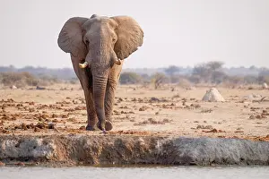 Nxai: African elephant (Loxodonta africana) at a waterhole