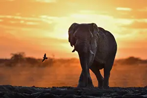 Streptopelia: African Elephant (Loxodonta africana) at the waterhole