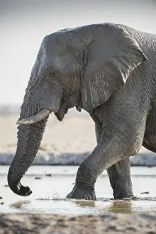 Trunked: African elephant (Loxodonta africana) in a waterhole