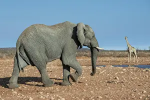 Nosed: African elephant (Loxodonta africana) at a waterhole