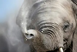 Blow: African Elephant (Loxodonta africana) young elephant