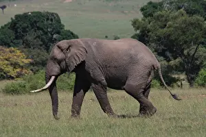 310517: African Elephant on the Masai Mara 1 574