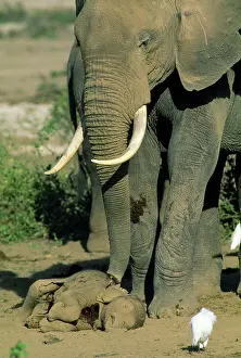 Hyaenas: African Elephant - mother & aunts guarding dead
