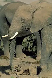 Hyaenas: African Elephant - mother & aunts guarding dead