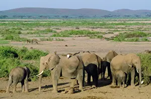 Hyaenas: African Elephant - mother & aunts showing intelligence