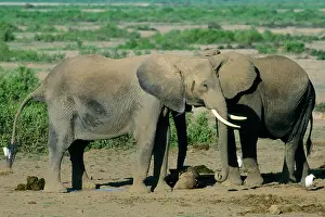 Hyaenas: African Elephant - mother & aunts showing intelligence