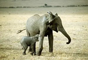 Nursing: African ELEPHANT - mother / female and calf suckling