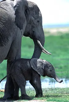 Born: African ELEPHANT - mother / female with new born (2 hrs old)