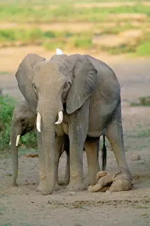 Hyaenas: African Elephant - mother showing intelligence