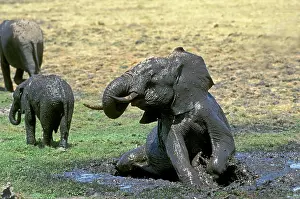 Wallowing: African Elephant mud bathing