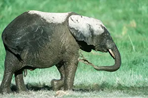Temperature: AFRICAN ELEPHANT- mud bathing