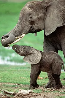 Tusk: African Elephant - new born (2 hours old) with mother
