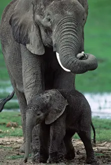 Born: African ELEPHANT - New born (2 hrs old) with mother / female