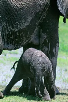 Hours: African Elephant - newborn attempting to stand