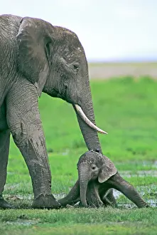 Ferrero Labat: African Elephant - with newborn calf