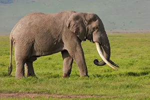 Ngorongoro: African elephant, Ngorongoro Conservation