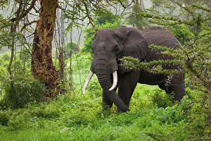 Ngorongoro: African elephant, Ngorongoro Conservation