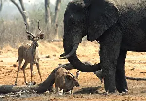 Chris Harvey: African ELEPHANT - with Nyala