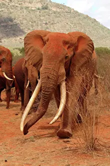 Charging: African Elephant old bull with big tusk charging