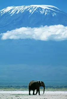 Kilimanjaro: AFRICAN ELEPHANT - old bull, with Mt. Kilimanjaro
